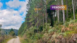 Terreno em Rio do Campo - foto destaque - vendido